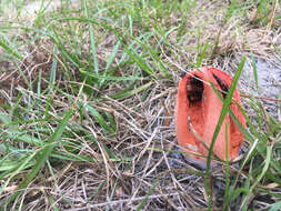 Imagem de Clathrus columnatus Bosc 1811