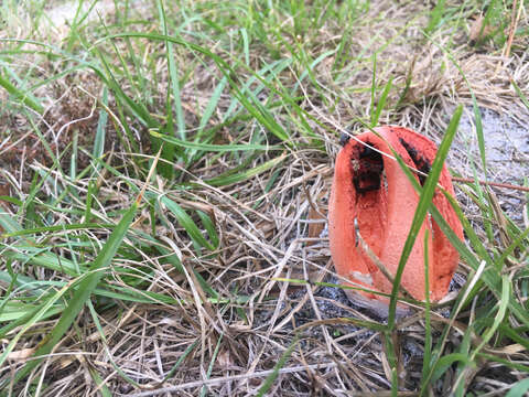 Image of Clathrus columnatus Bosc 1811