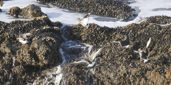 Image of Surfbird