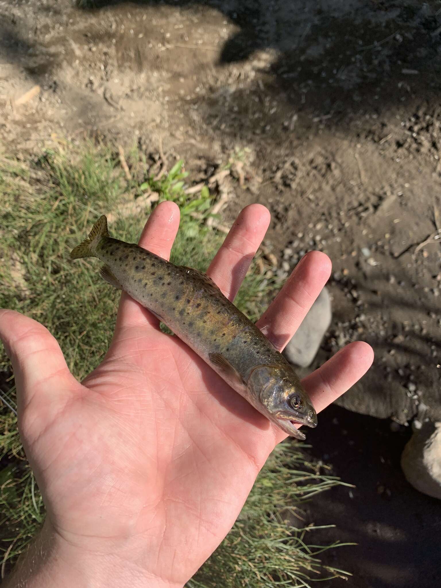 Image of Oncorhynchus clarkii henshawi (Gill & Jordan 1878)