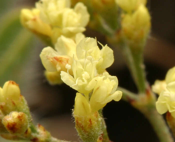 Imagem de Eriogonum microtheca var. ambiguum (M. E. Jones) Reveal