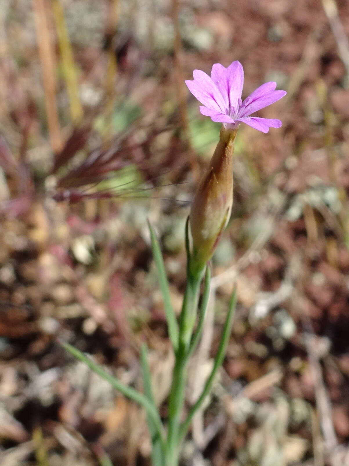 صورة Petrorhagia prolifera (L.) P. W. Ball & Heywood