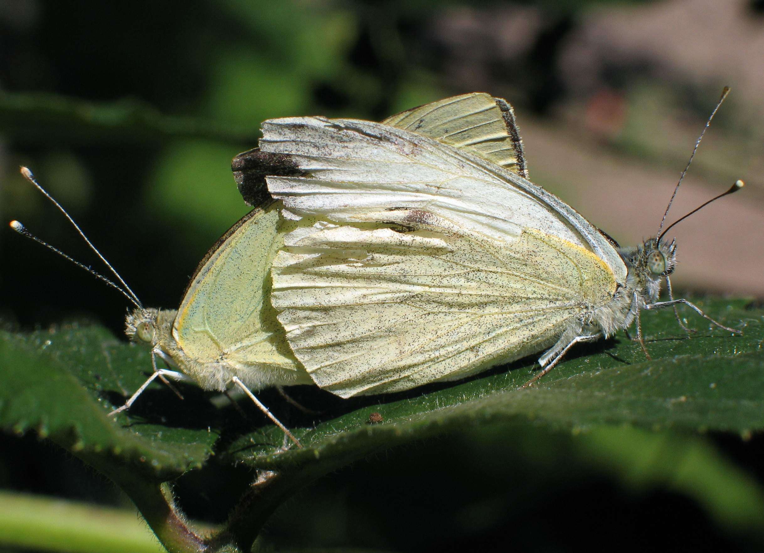 Image of cabbage butterfly