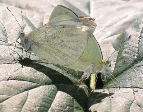 Image of cabbage butterfly