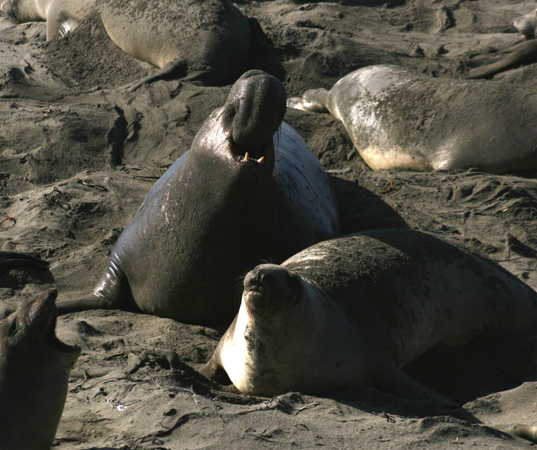 Image of Northern Elephant Seal