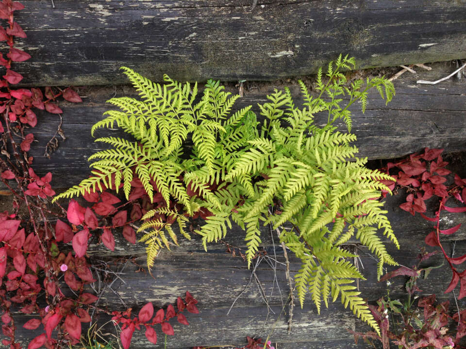 Слика од Pteris tremula R. Br.