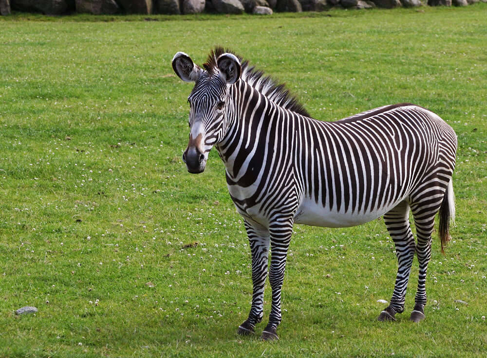 Image of Grevy's Zebra