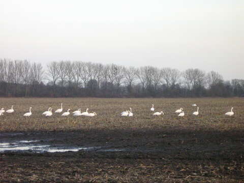 Image de Cygne chanteur