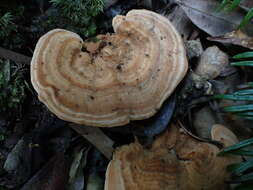 Image of Trametes orientalis (Yasuda) Imazeki 1943