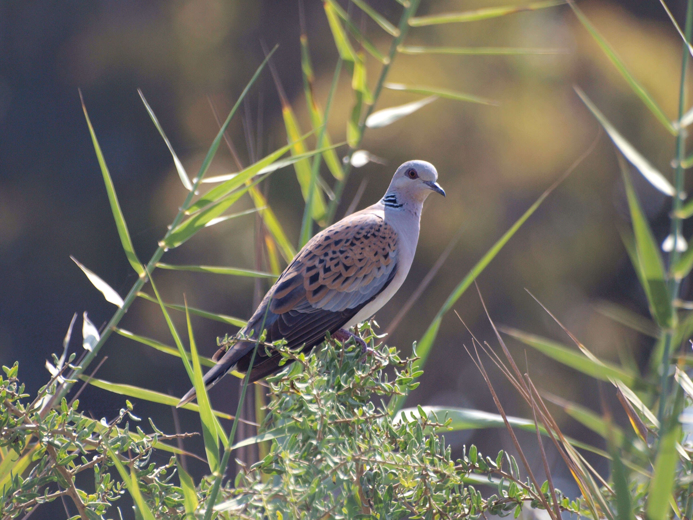 Image of turtle dove, european turtle dove