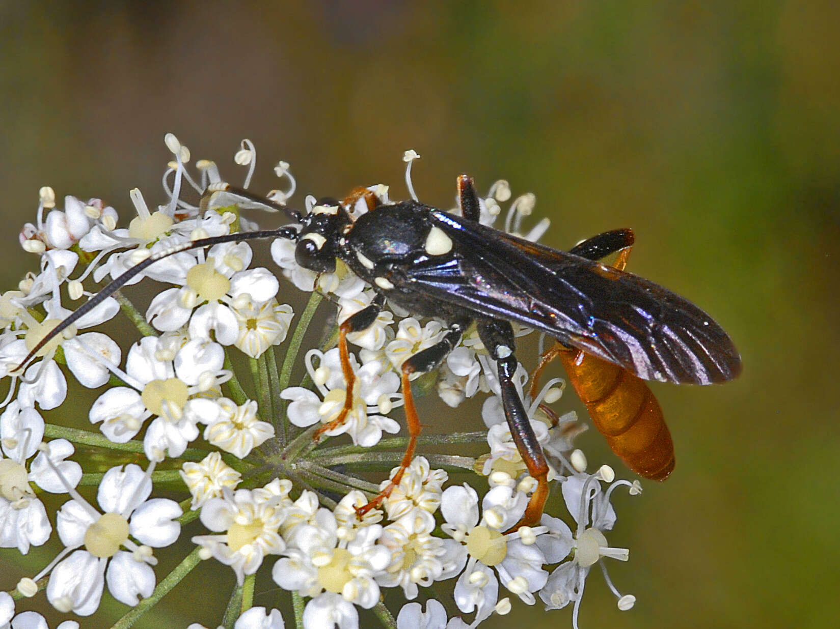 Image of Amblyjoppa