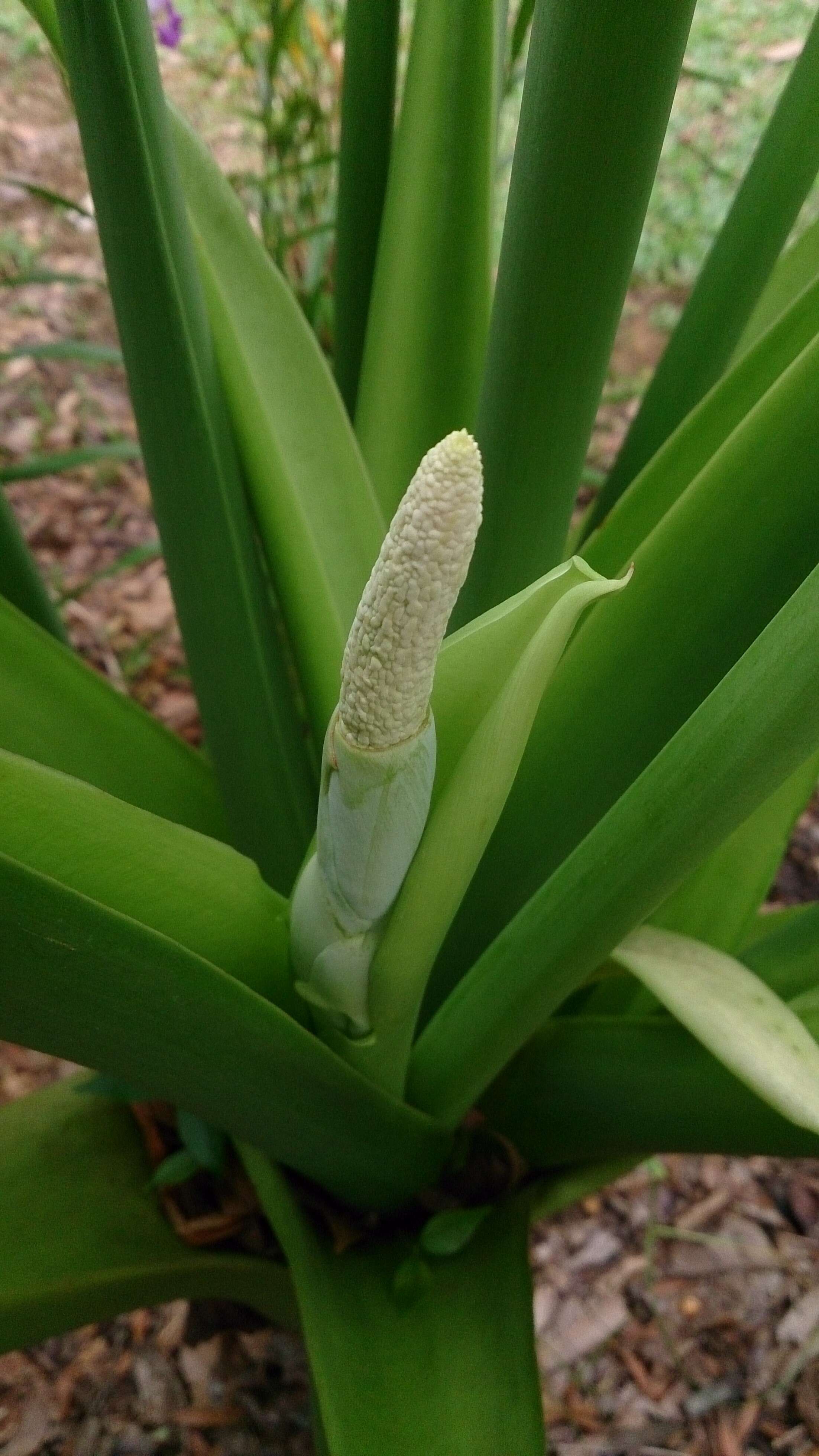 Image of Thaumatophyllum bipinnatifidum