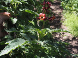 Image of Scrophularia calliantha Webb & Berth.