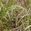 Image of Ozark grass