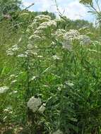 Image of yarrow, milfoil