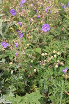 Image of Geranium ruprechtii (Woronow) Grossh.