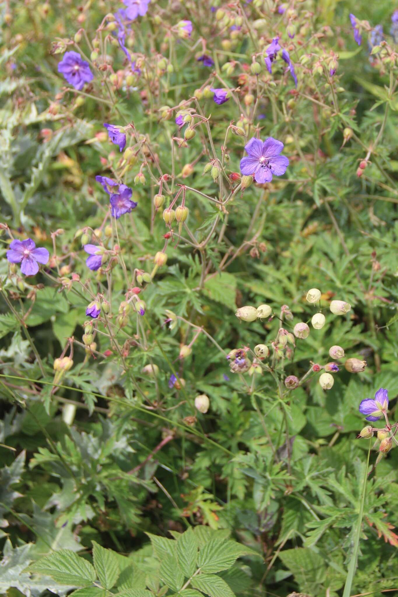 Image of Geranium ruprechtii (Woronow) Grossh.