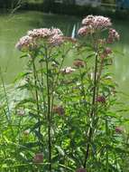 Image of hemp agrimony