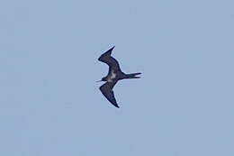 Image of Lesser Frigatebird