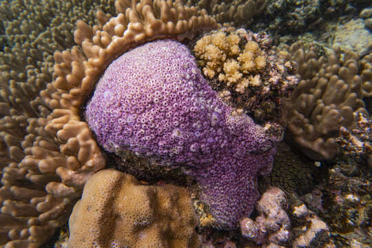 Image of Starflower coral