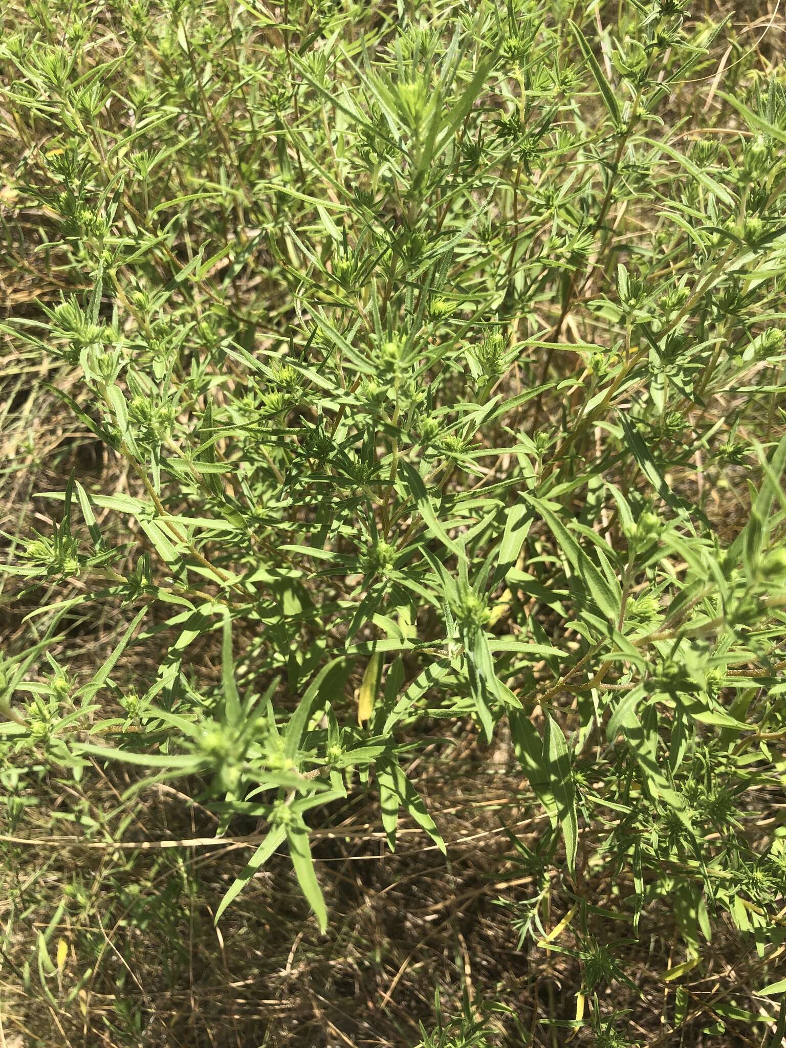 Image of narrowleaf marsh elder