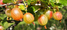 Image of European gooseberry