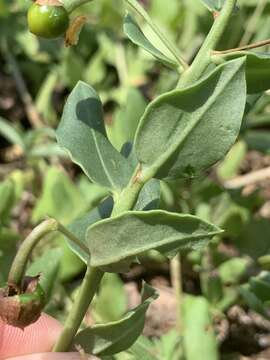 Image of Kalahari butterweed