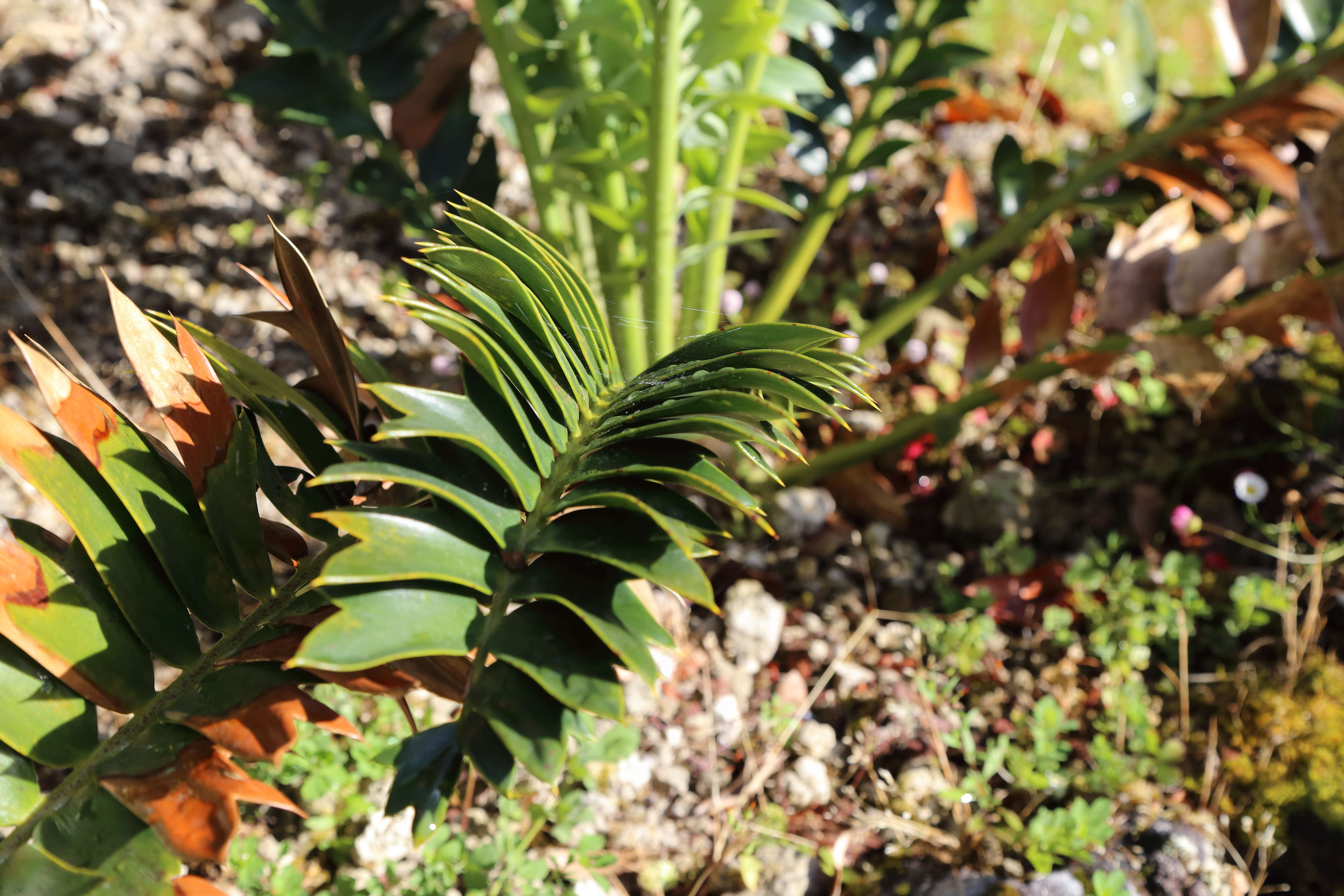 Image of Alexandria Cycad