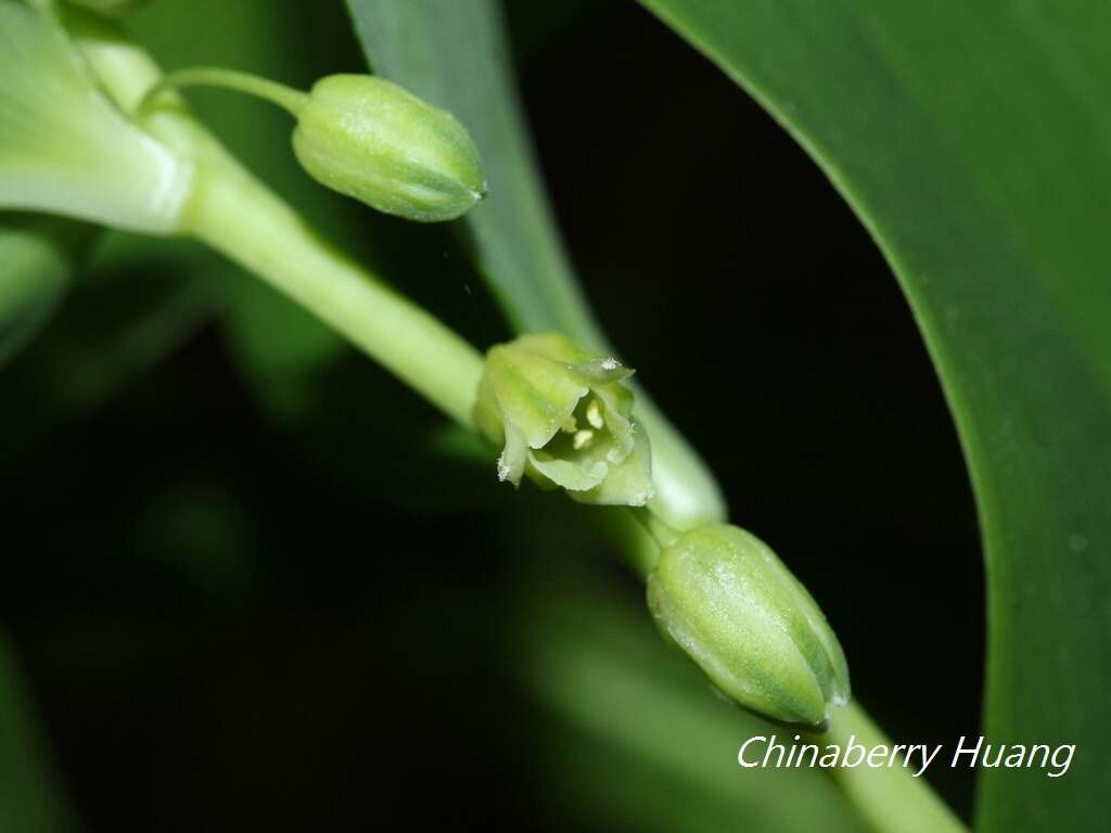 Sivun Heteropolygonatum alte-lobatum (Hayata) Y. H. Tseng, H. Y. Tzeng & C. T. Chao kuva