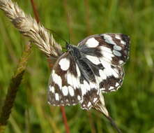 Image of marbled white