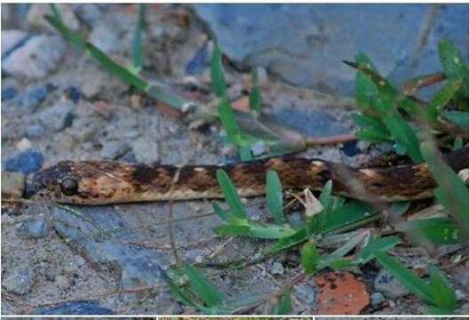 Image of Brazilian Spotted Night Snake