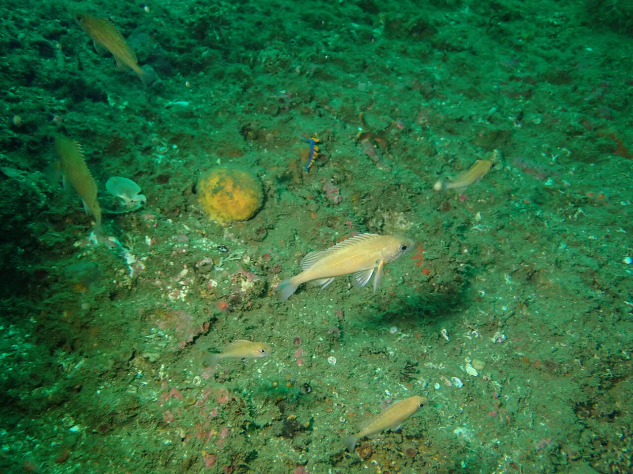 Image of Squarespot rockfish