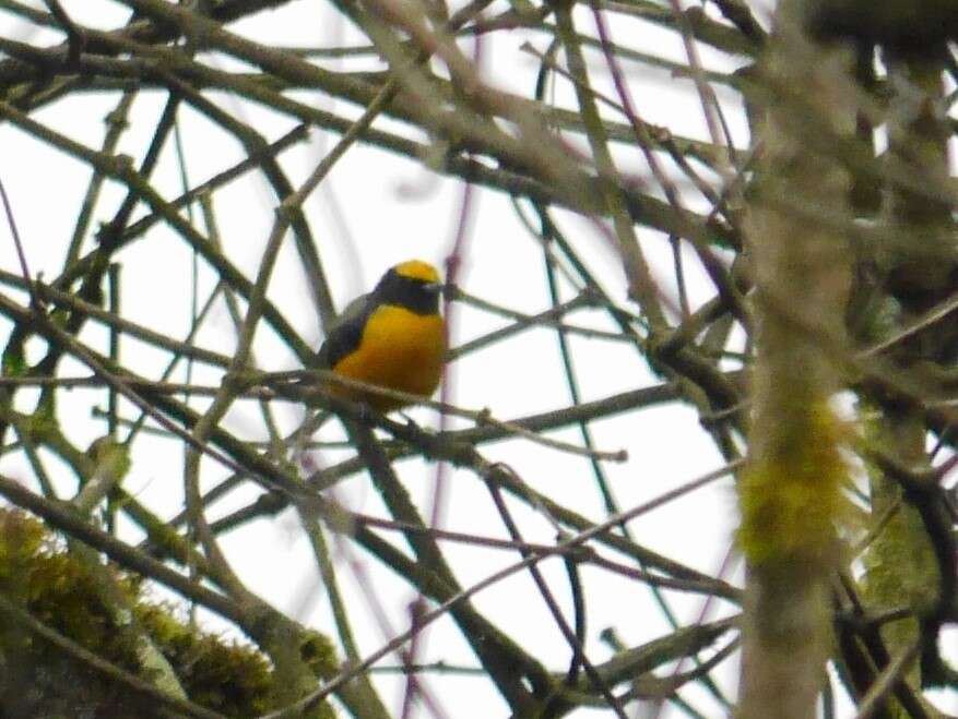 Image of Orange-bellied Euphonia