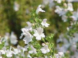 Image of perennial savory