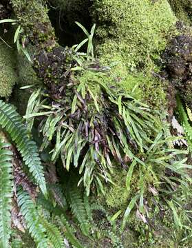 Notogrammitis patagonica (C. Chr.) Parris的圖片