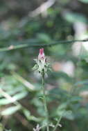 Image of Mutisia coccinea var. dealbata (Less.) Cabrera