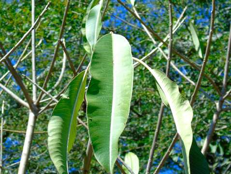 Image de Sapium lateriflorum Hemsl.