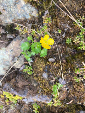 Image de Ranunculus eschscholtzii Schltdl.