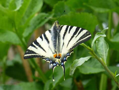 Image of Iphiclides