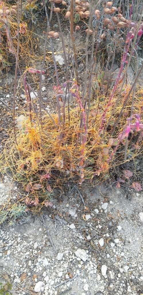 Image of Cuscuta stenolepis Engelm.