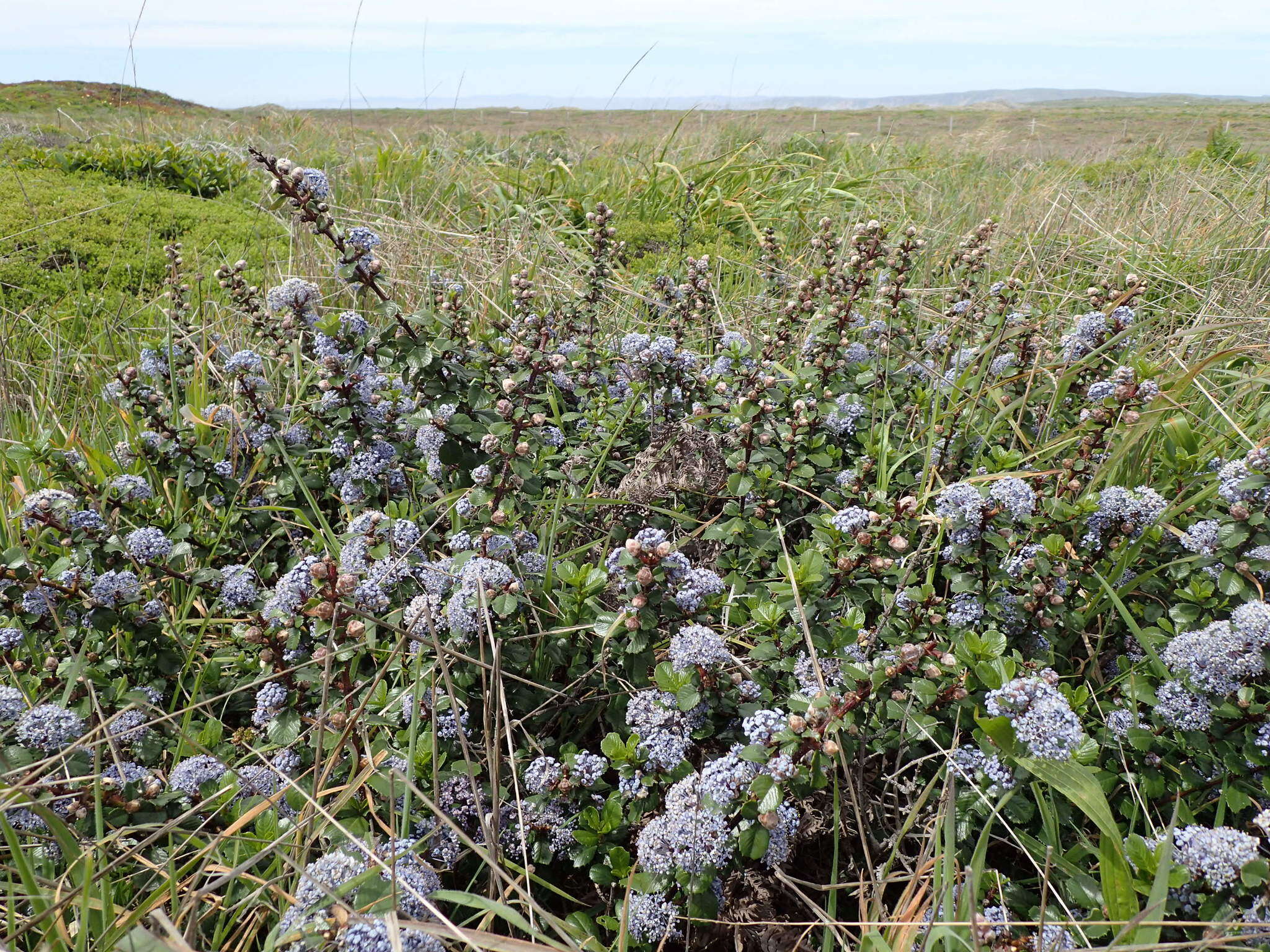 Image of Mt. Vision ceanothus