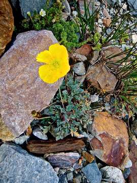 Sivun Papaver aurantiacum Loisel. kuva