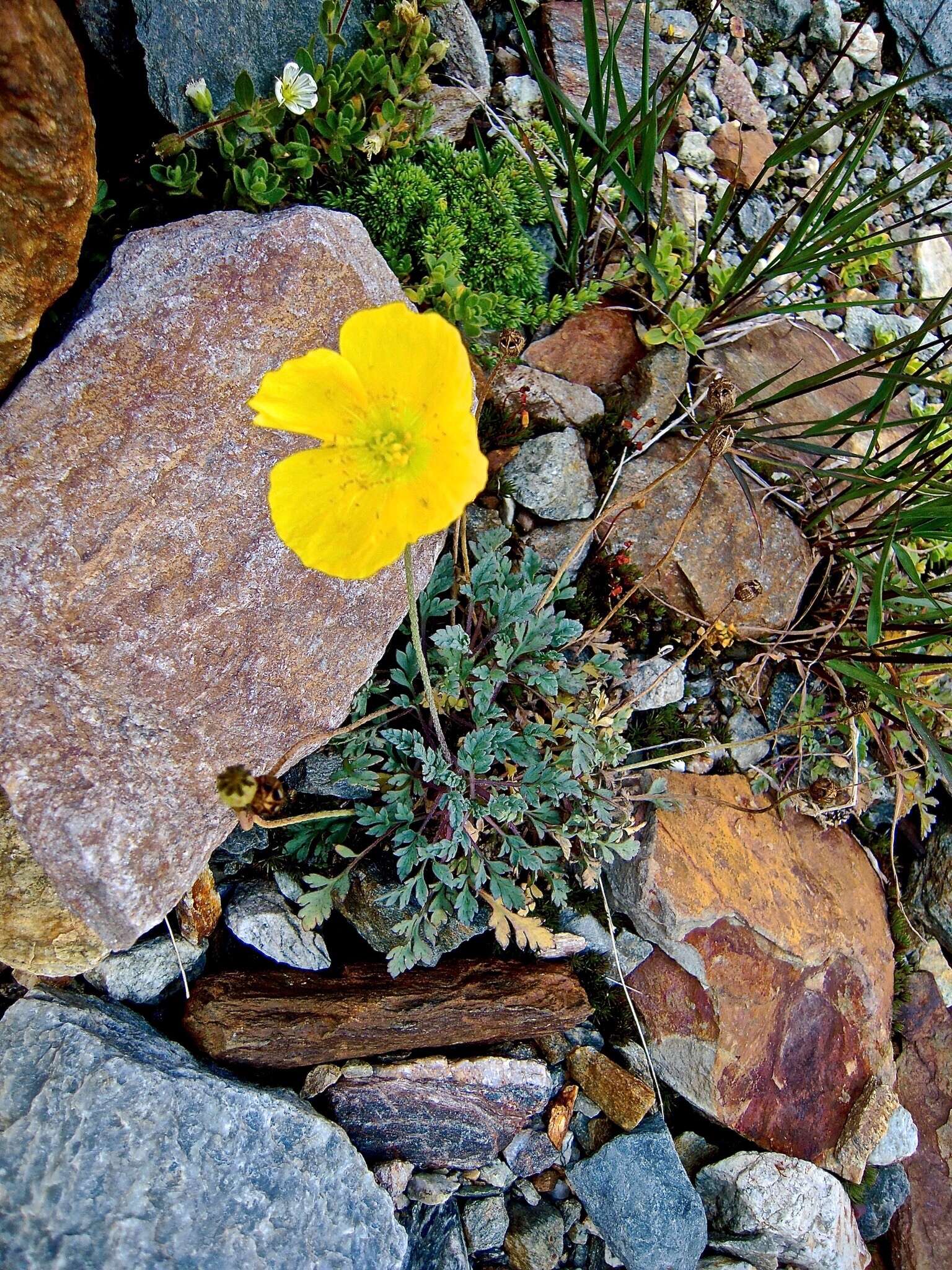 Sivun Papaver aurantiacum Loisel. kuva