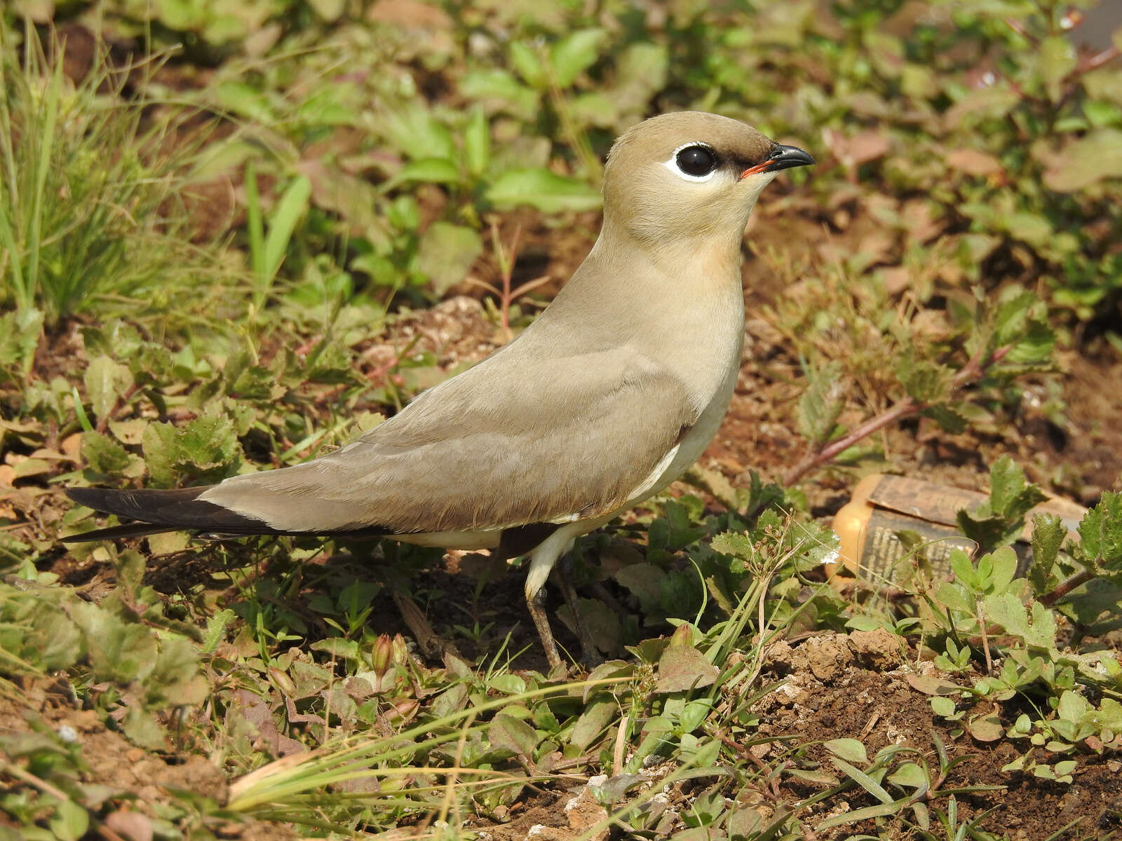 Image of Little Pratincole