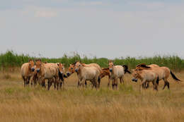 Image of Equus subgen. Equus Linnaeus 1758