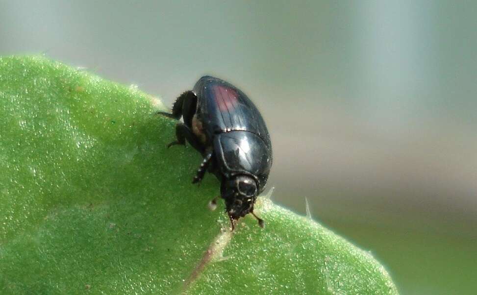 Imagem de Margarinotus (Paralister) purpurascens (Herbst 1791)