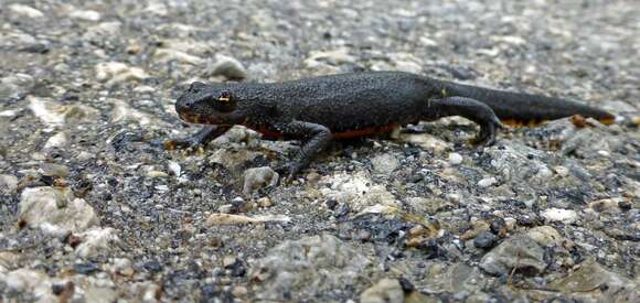 Image of Alpine Newt