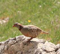 Image of Barbary Partridge