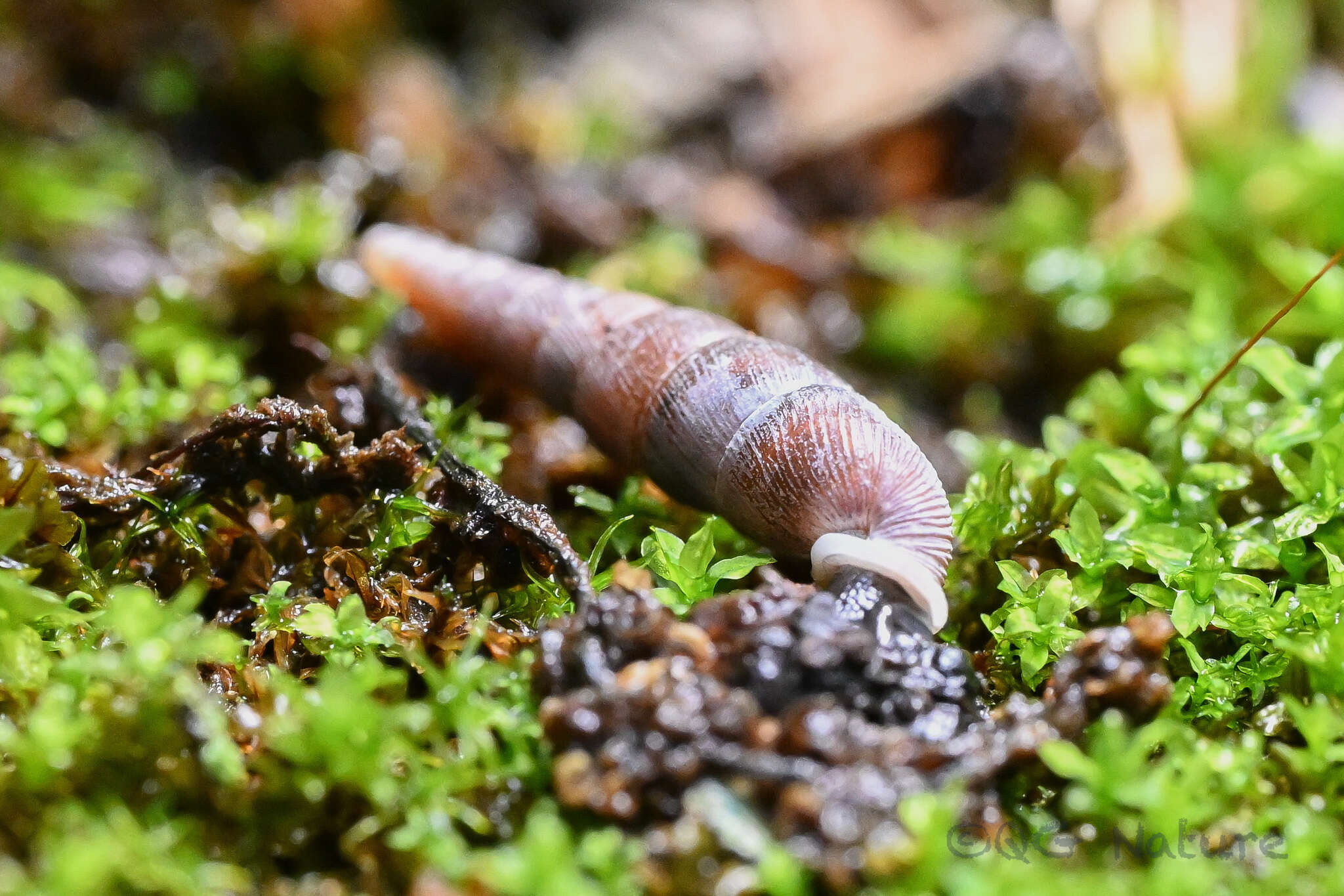 Image of Euphaedusa yunnancola H. Nordsieck 2001