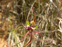 Caladenia attingens subsp. gracillima Hopper & A. P. Br. resmi